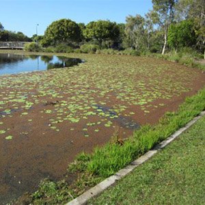 Cyanowater Consultoría fluvial. Servicios en Madrid, España y Europa. Control de especies invasoras, barreras para conducción de peces, batimetrías, control medioambiental… Equipos y maquinaria fluvial.