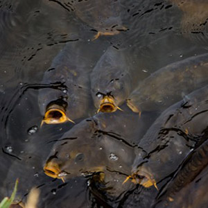 Cyanowater Consultoría fluvial. Servicios en Madrid, España y Europa. Control de especies invasoras, barreras para conducción de peces, batimetrías, control medioambiental… Equipos y maquinaria fluvial.