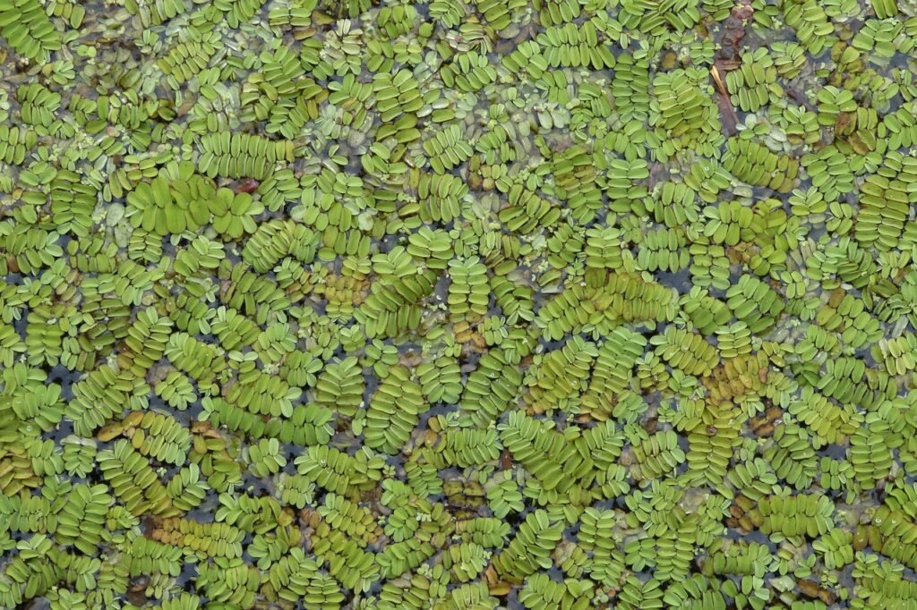 lake, wallpaper hd, 4k wallpaper 1920x1080, plant, nature, flora, algae fern, 4k wallpaper, mac wallpaper, azolla caroliniana, wallpaper 4k, beautiful wallpaper, free background, free wallpaper, hd wallpaper, windows wallpaper, green, carpet, summer, floral background, cool backgrounds, laptop wallpaper, full hd wallpaper, desktop backgrounds, background