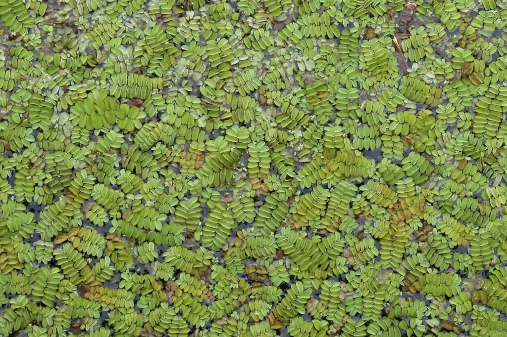 lake, wallpaper hd, 4k wallpaper 1920x1080, plant, nature, flora, algae fern, 4k wallpaper, mac wallpaper, azolla caroliniana, wallpaper 4k, beautiful wallpaper, free background, free wallpaper, hd wallpaper, windows wallpaper, green, carpet, summer, floral background, cool backgrounds, laptop wallpaper, full hd wallpaper, desktop backgrounds, background