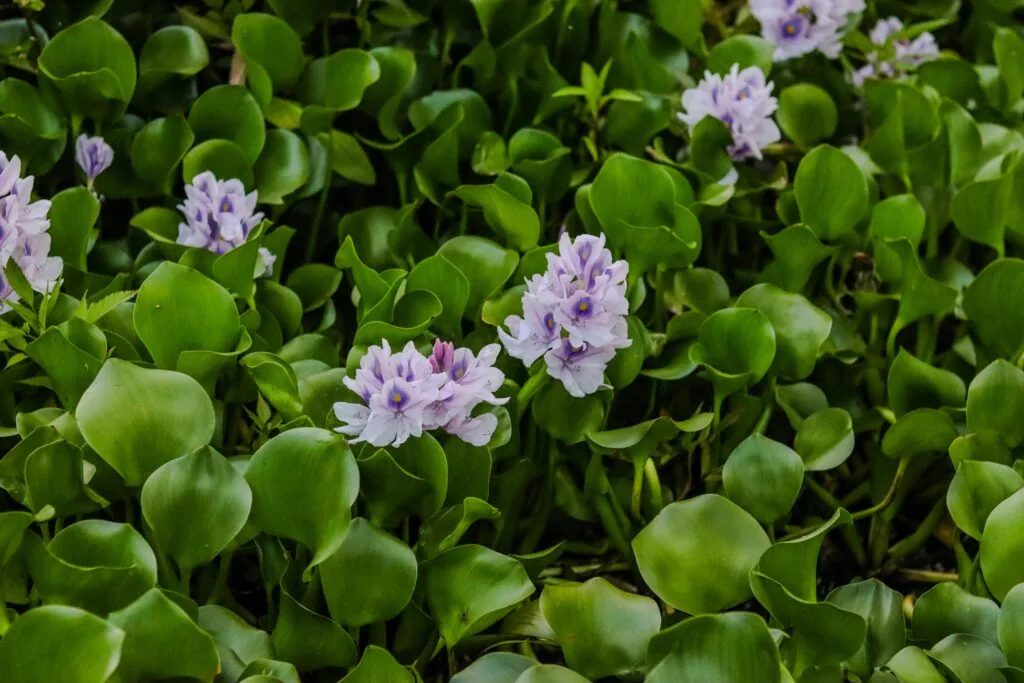 Close-up of vibrant purple water hyacinth flowers amidst lush green leaves, showcasing natural beauty.